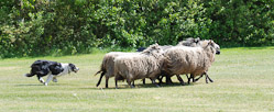 02. juni 2012 - Billund Friluft - 1/500 sec at f / 5,6 - 153 mm - ISO 250 - 70.0-300.0 mm f/4.5-5.6