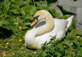 26. maj 2013 - www.jmd.dk - 1/1000 sec at f / 8,0 - 95 mm - ISO 200 - 18.0-200.0 mm f/3.5-5.6