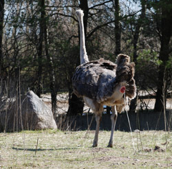 08. april 2012 - jmd.dk  - 1/200 sec at f / 6,3 - 202 mm - ISO 100 - 70.0-300.0 mm f/4.5-5.6