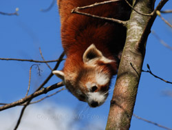 08. april 2012 - jmd.dk  - 1/1000 sec at f / 6,3 - 300 mm - ISO 125 - 70.0-300.0 mm f/4.5-5.6
