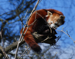 GIVSKUD ZOO, kendt som Løveparken, er en moderne zoologisk have med ca. 70 forskellige dyrearter og ligger kun 25 km fra Billund. 