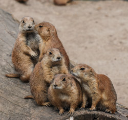 København Zoo eller Zoologisk Have i København er på 7 ha og ligger på Frederiksberg ved Roskildevej på Valby Bakke.