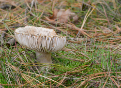 12. oktober 2013 - www.jmd.dk - 1/5 sec at f / 14 - 200 mm - ISO 100 - 18.0-200.0 mm f/3.5-5.6 - NIKON D7100 - 5488 x 4000 -  -Flash:  Did not fire - Aperture priority