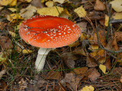12. oktober 2013 - www.jmd.dk - 1/6 sec at f / 14 - 120 mm - ISO 100 - 18.0-200.0 mm f/3.5-5.6 - NIKON D7100 - 5372 x 4000 -  -Flash:  Did not fire - Aperture priority
