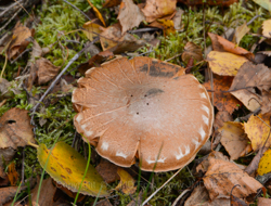 12. oktober 2013 - www.jmd.dk - 1/13 sec at f / 13 - 200 mm - ISO 100 - 18.0-200.0 mm f/3.5-5.6 - NIKON D7100 - 4426 x 3363 -  -Flash:  Did not fire - Aperture priority