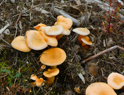 12. oktober 2013 - www.jmd.dk - 1/50 sec at f / 13 - 120 mm - ISO 100 - 18.0-200.0 mm f/3.5-5.6 - NIKON D7100 - 5179 x 4000 -  -Flash:  Did not fire - Aperture priority