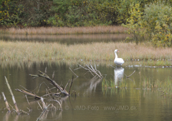 12. oktober 2013 - www.jmd.dk - 1/30 sec at f / 8,0 - 200 mm - ISO 100 - 18.0-200.0 mm f/3.5-5.6 - NIKON D7100 - 5064 x 3546 -  -Flash:  Did not fire - Aperture priority