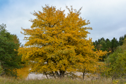 12. oktober 2013 - www.jmd.dk - 1/200 sec at f / 7,1 - 24 mm - ISO 400 - 18.0-200.0 mm f/3.5-5.6 - NIKON D7100 - 6000 x 4000 -  -Flash:  Did not fire - Normal